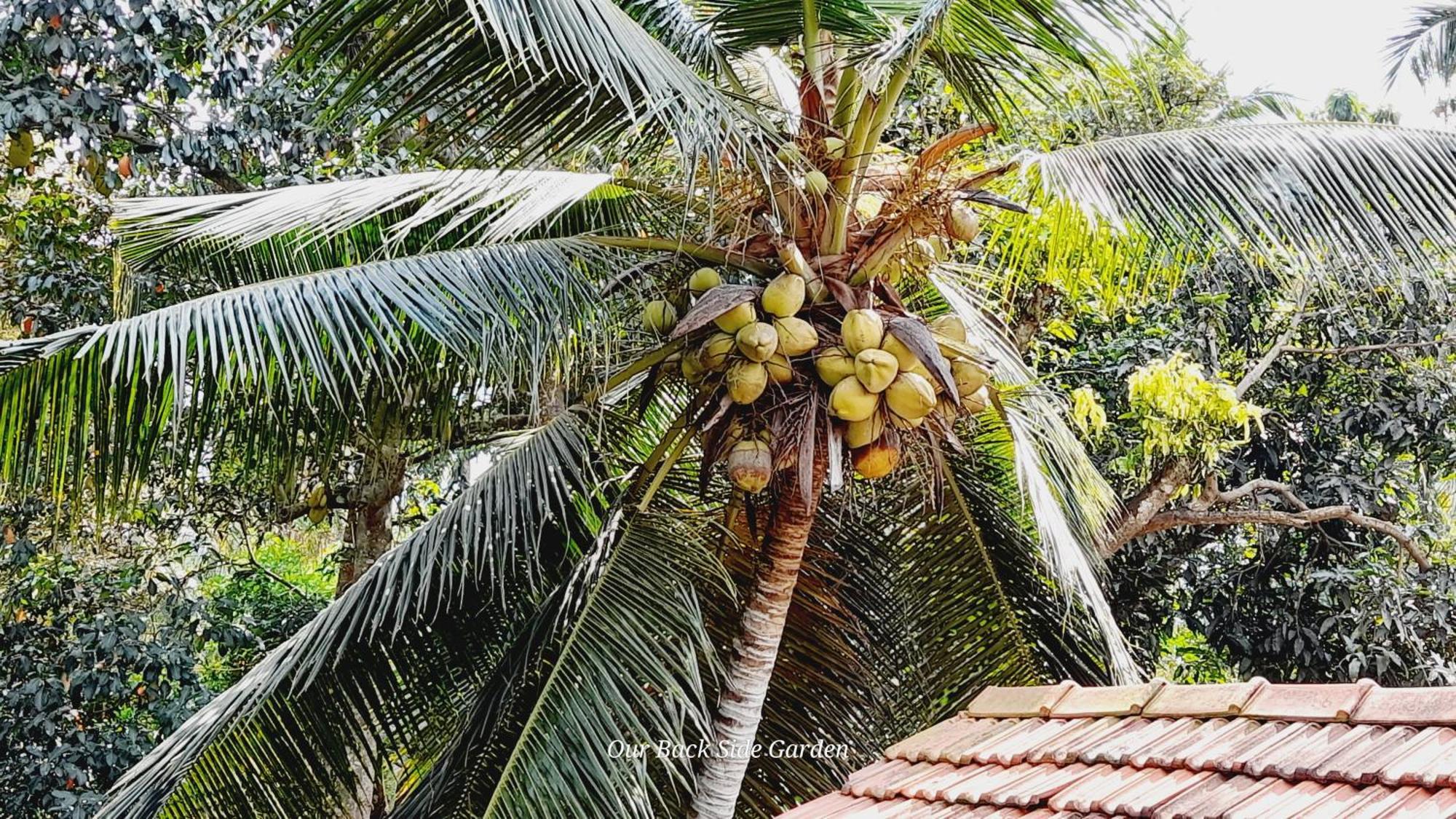 Le Meridien Bnb For Foreign Travelers Negombo Kültér fotó